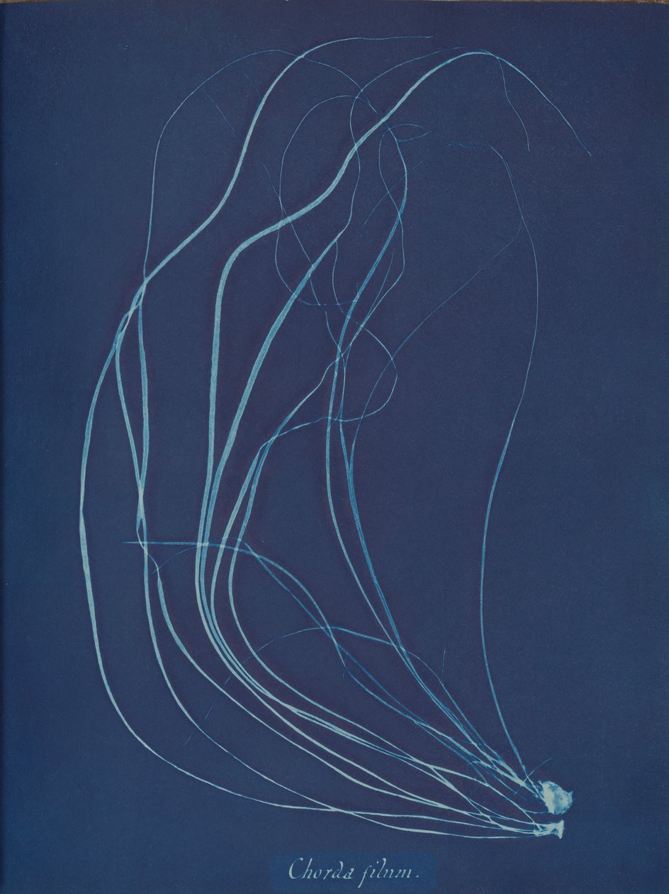 Trådsnöre, ca. 1853 av Anna Atkins