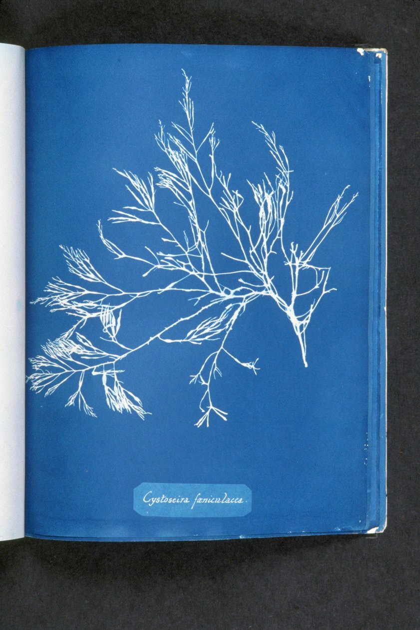 Cystoseira foeniculacea, från "Photographs of British Algae: Cyanotype Impressions", publicerad 1843-53 av Anna Atkins