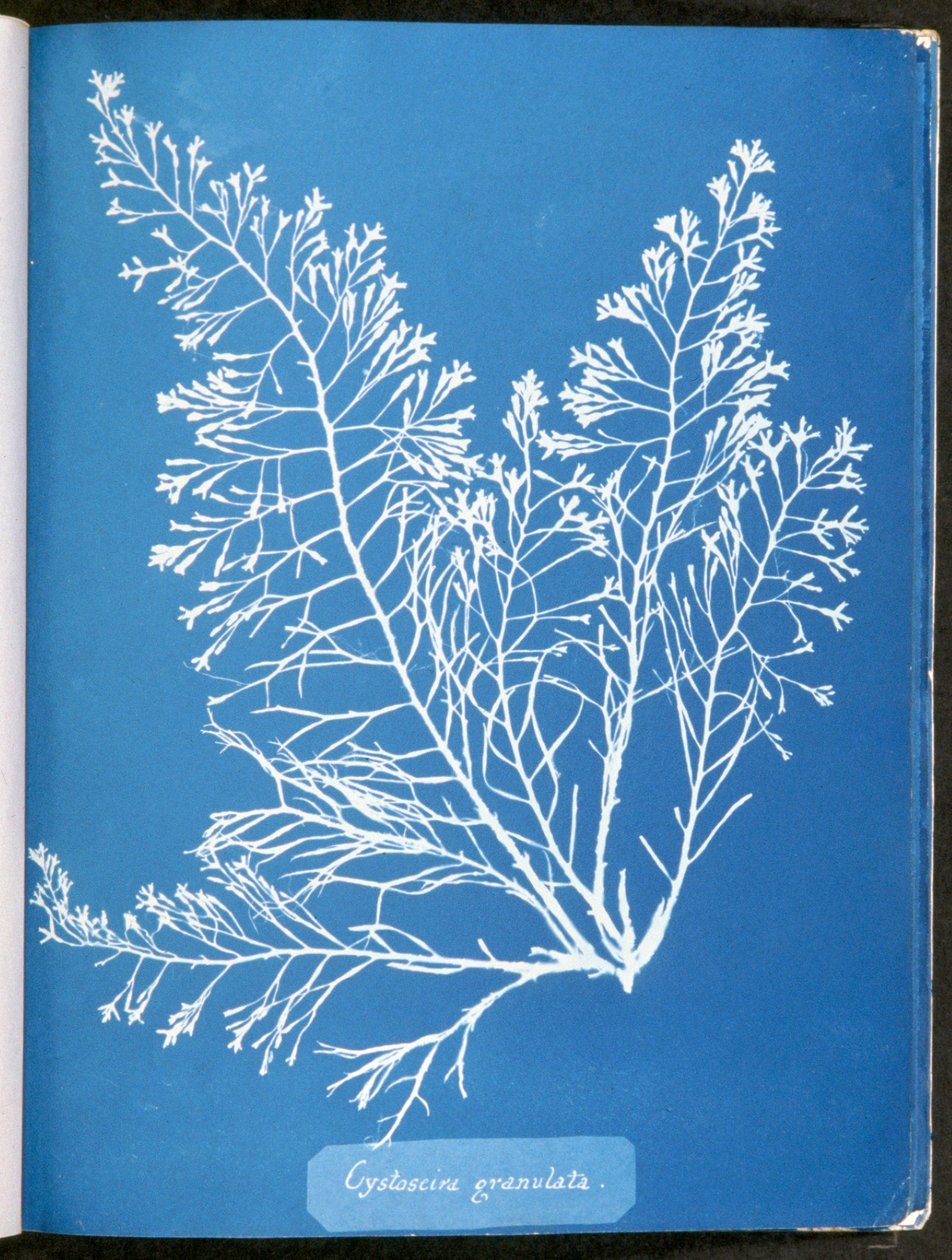 Cystoseira granulata, från "Photographs of British Algae: Cyanotype Impressions", publicerad 1843-53 av Anna Atkins