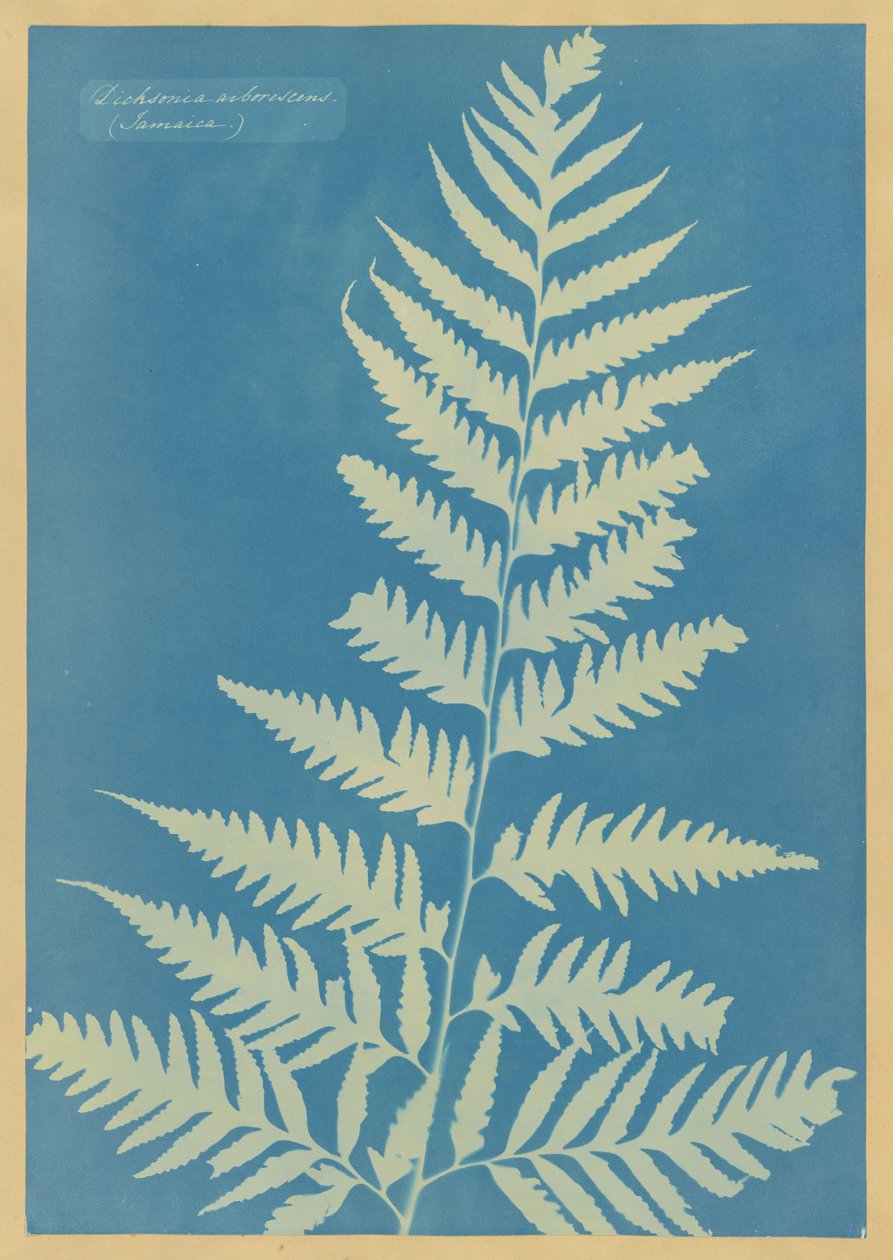 Dicksonia arborescens, Jamaica av Anna Atkins