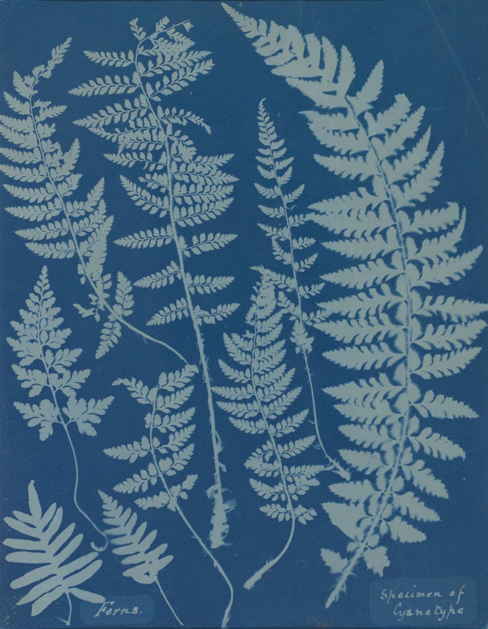 Ormbunkar. Exemplar av cyanotyp av Anna Atkins