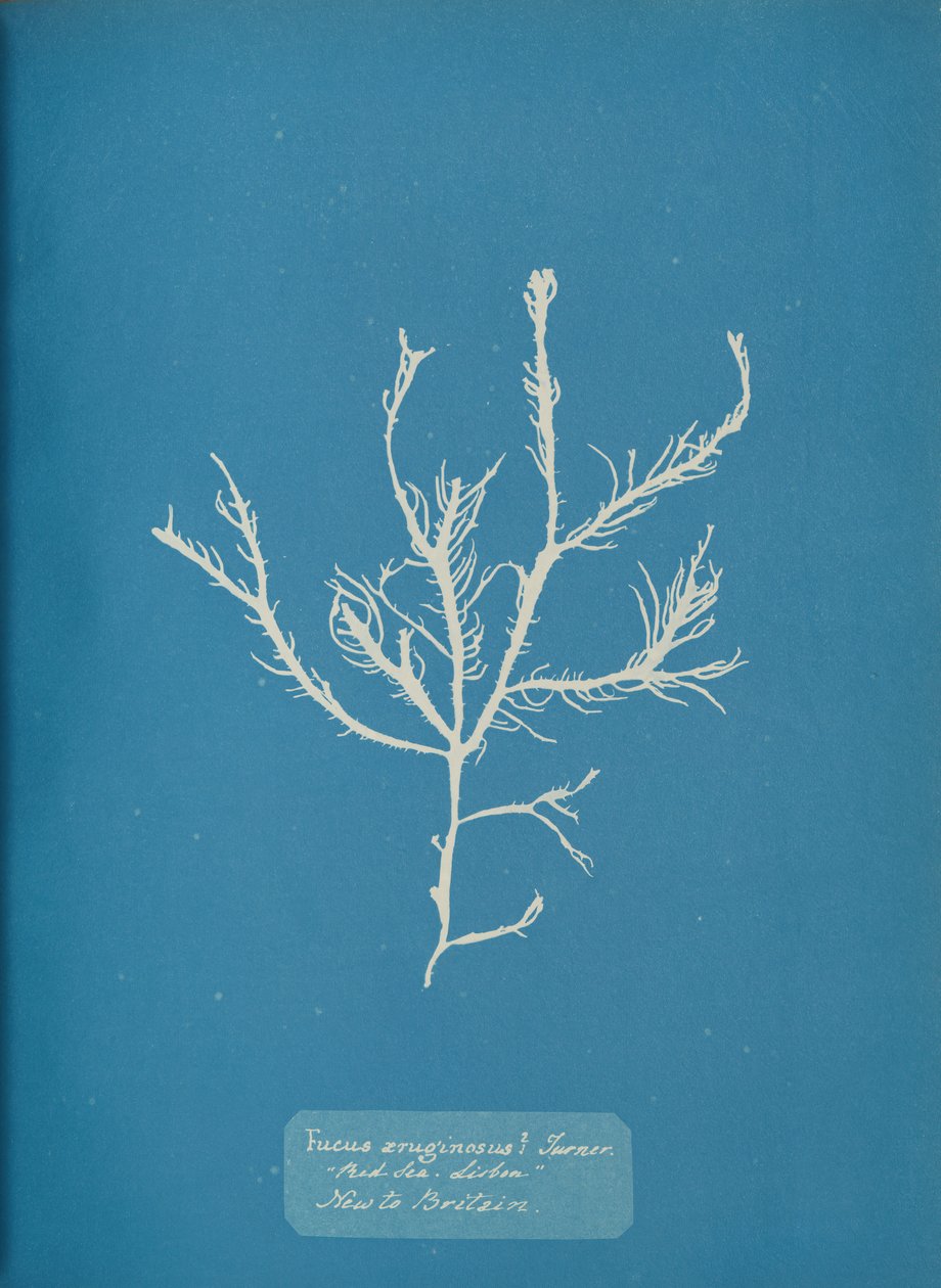 Fucus aeruginosus Turner. Med. Sea Lissabon Ny för Storbritannien., ca. 1853. av Anna Atkins