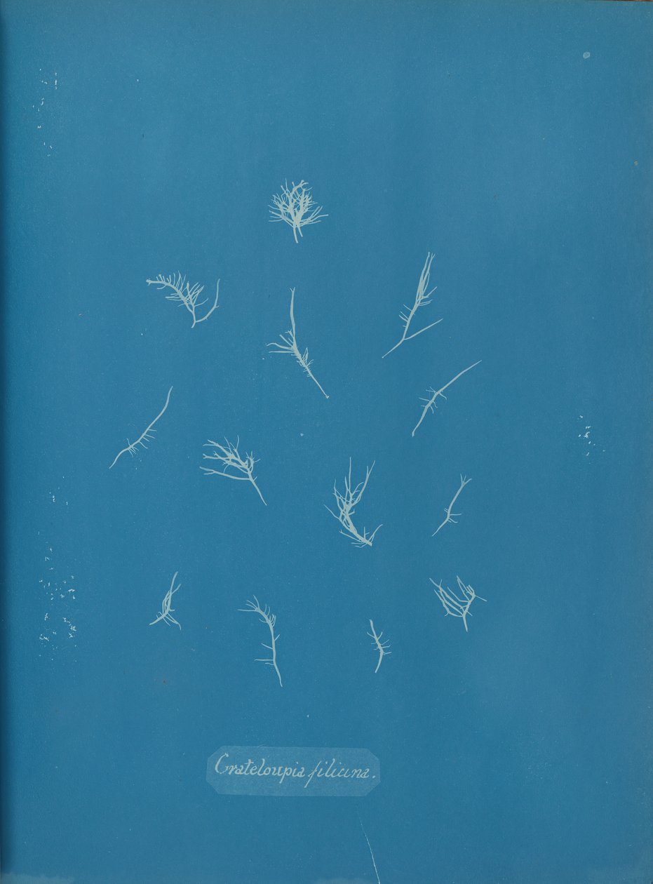Grateloupia filicina, ca. 1853. av Anna Atkins
