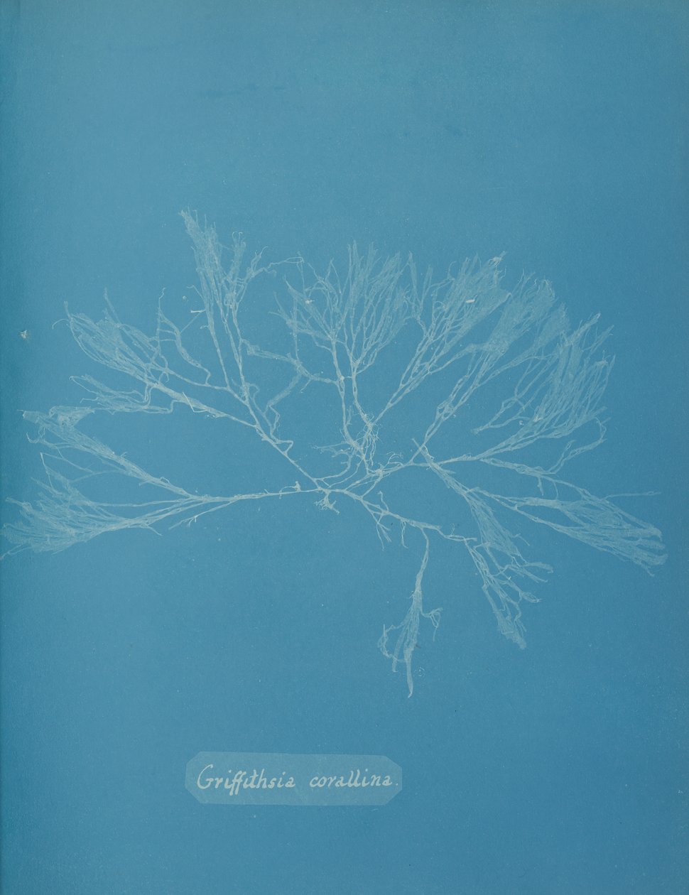 Korall Griffithsia, ca. 1853. av Anna Atkins