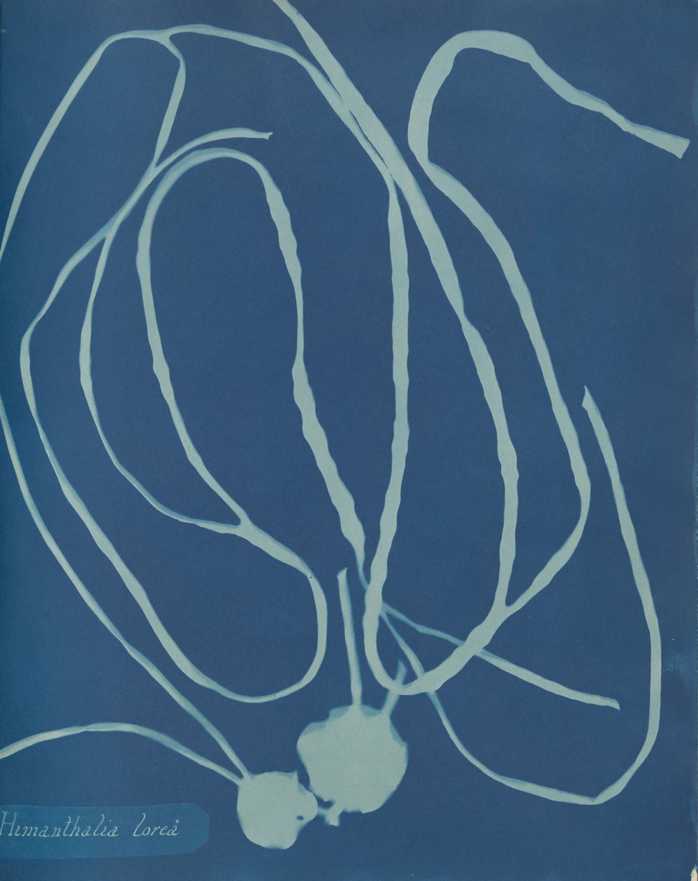 Himanthalia blomma, ca. 1853 av Anna Atkins