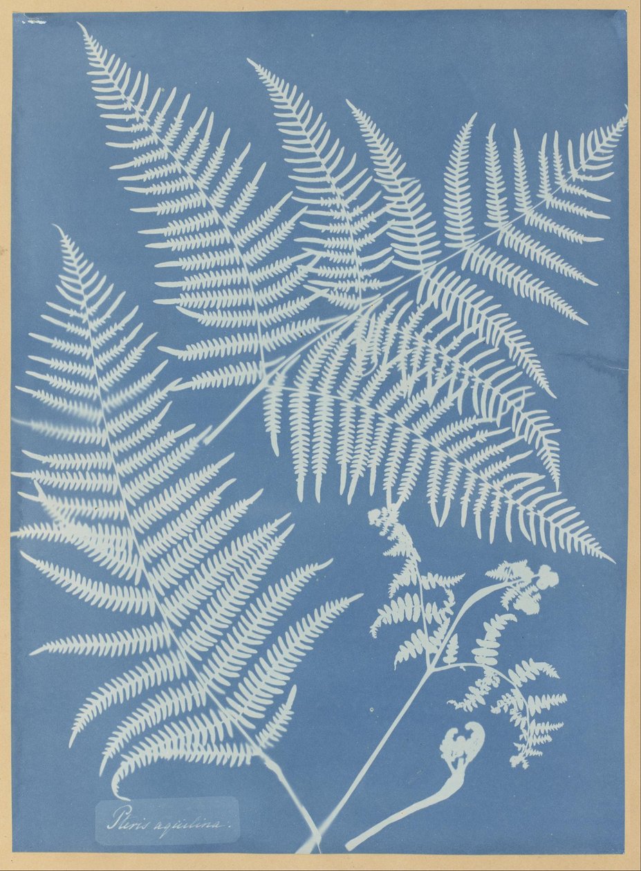 Pteris aquilina av Anna Atkins