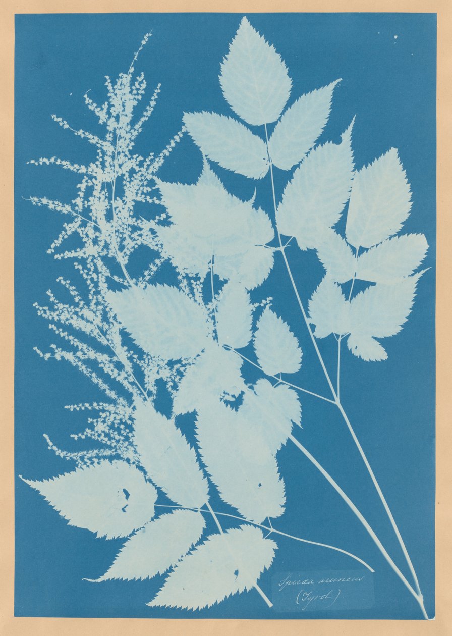Spiraea aruncus (Tyrolen) av Anna Atkins
