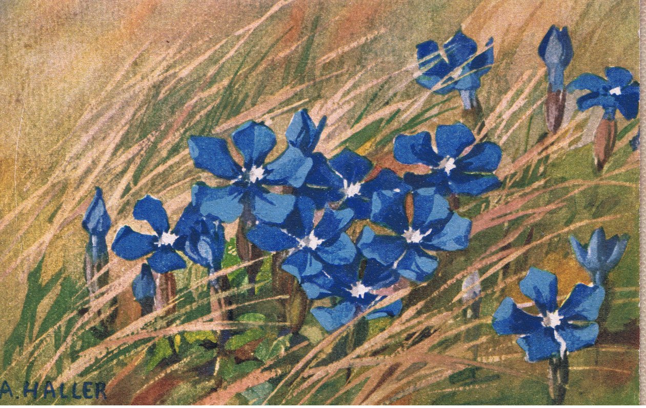 Blå valeriana, vykort, 1940-tal av Anna Haller