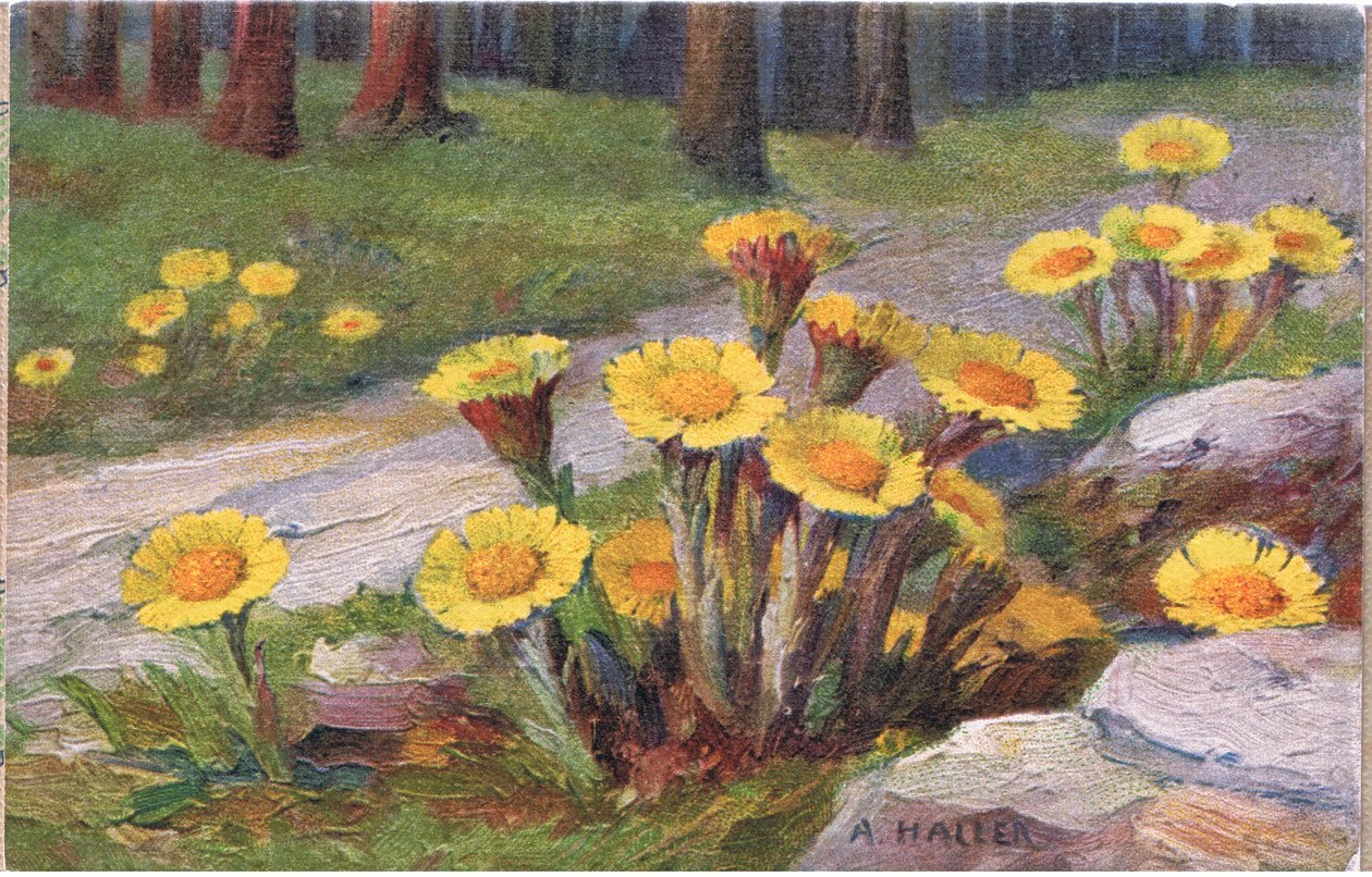 Hölfot, vykort, 1940-tal av Anna Haller