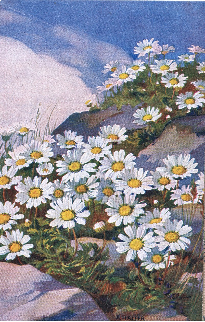 Tusenskönor, vykort, 1940-tal av Anna Haller