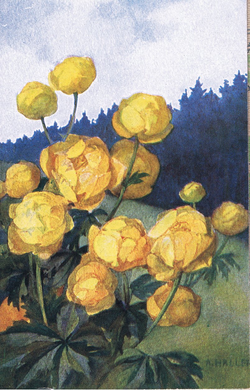 Gul blomma, vykort, 1940-tal av Anna Haller
