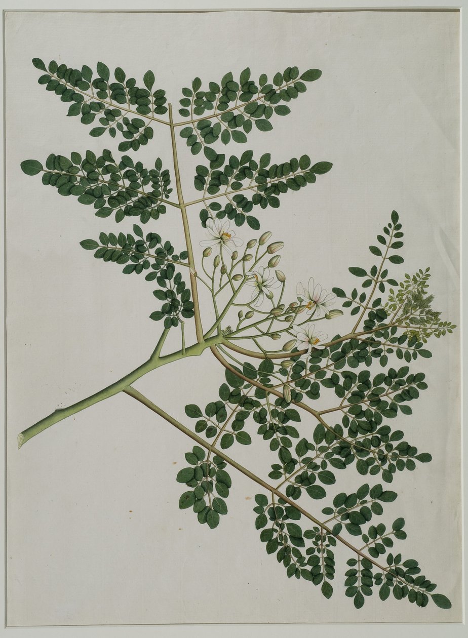 Moringa oleifera, även kallat pepparrotsträd, eller trumpinneträd (akvarell på papper) av Anna Maria Jones