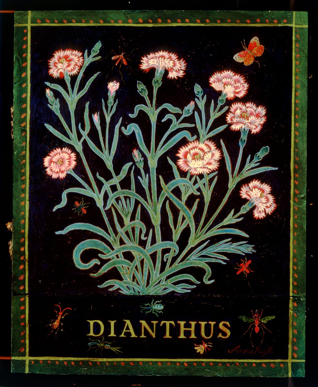 Dianthus av Anna Pugh