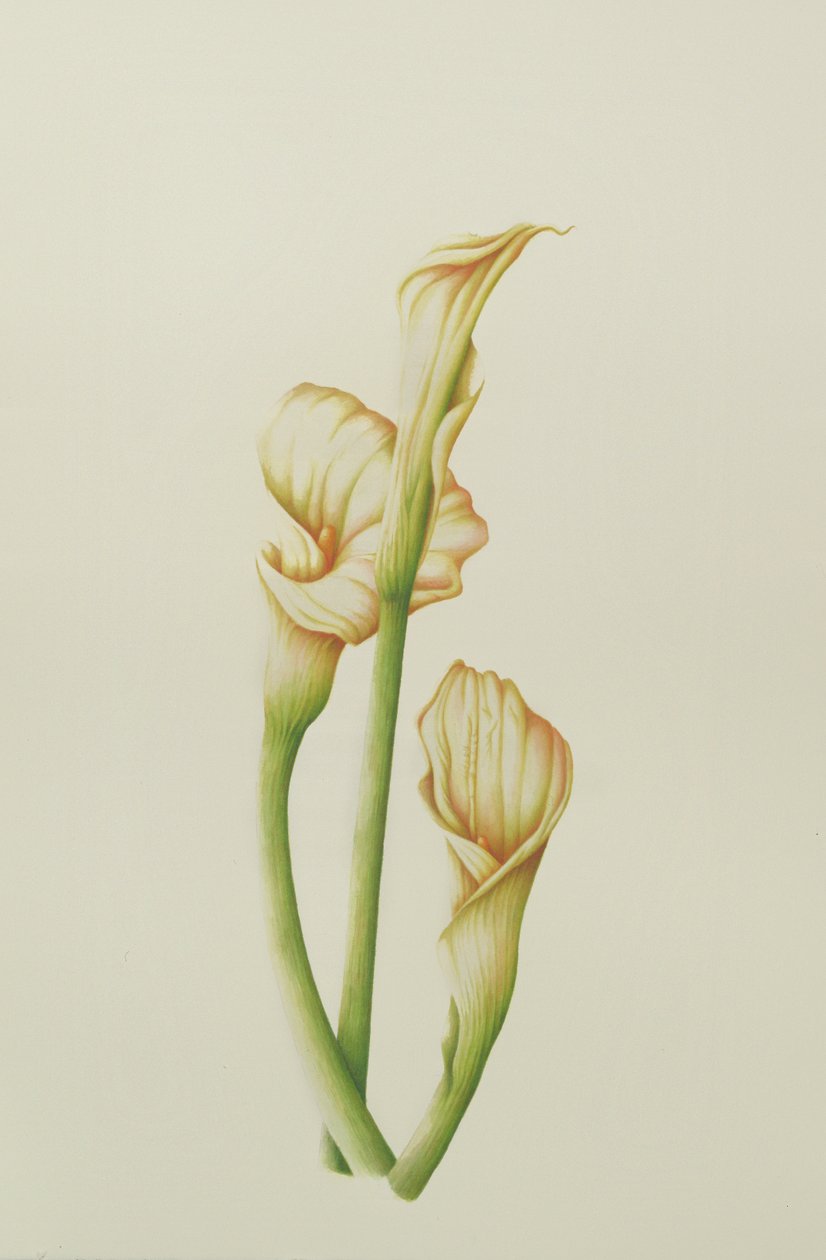 Arum Lily, 2001 (wc på papper) av Annabel Barrett