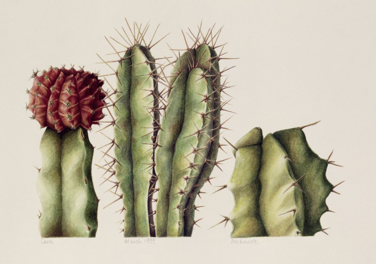 Cacti, 1999 (wc på papper) av Annabel Barrett