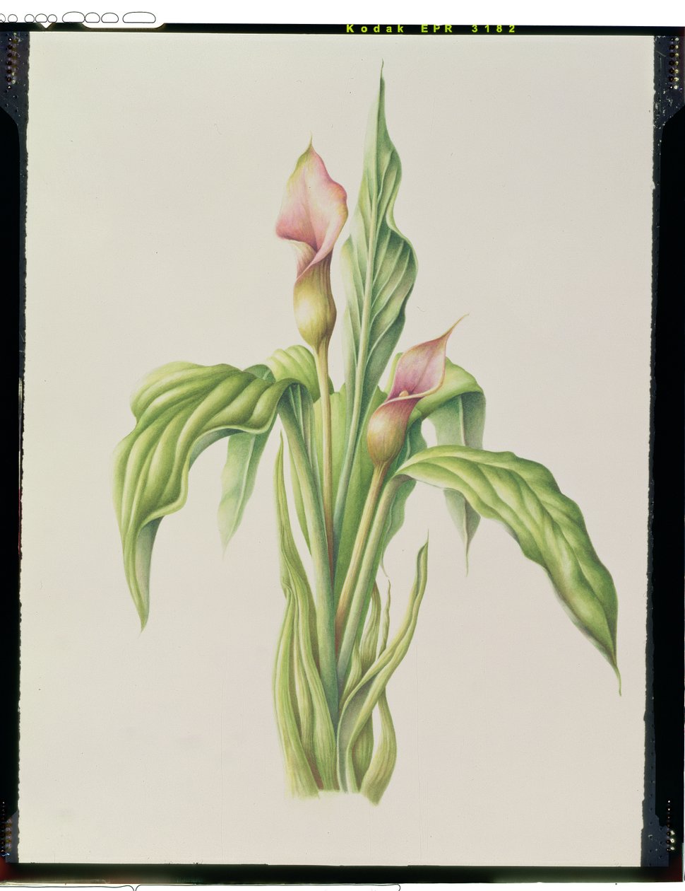 Carla Lily, 2000 (wc på papper) av Annabel Barrett