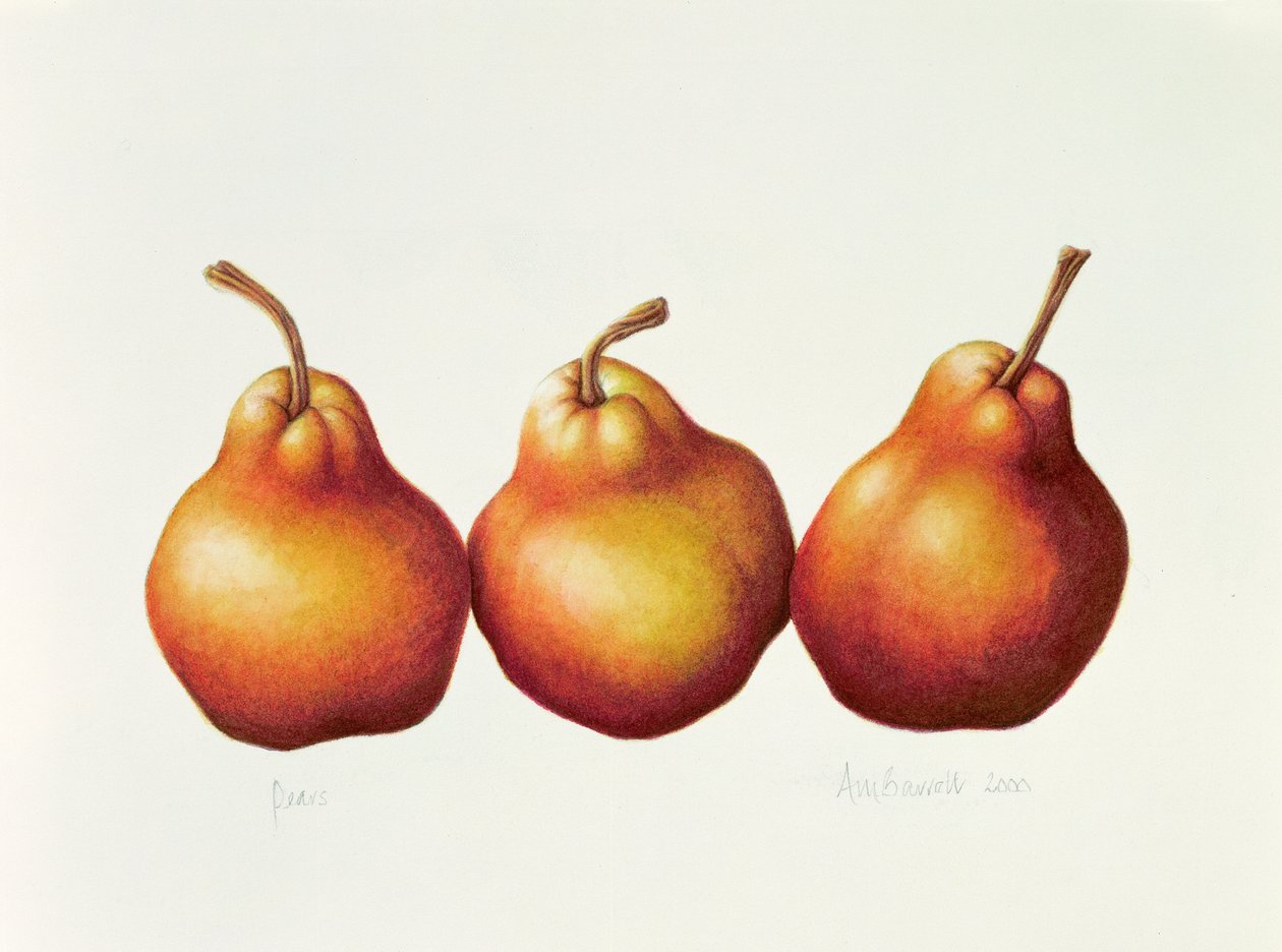Päron, 2000 (wc på papper) av Annabel Barrett