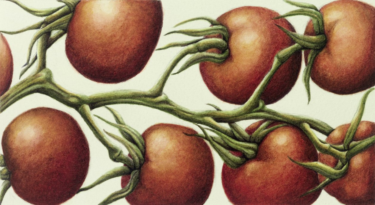 Tomato Vine, 1999 (wc på papper) av Annabel Barrett