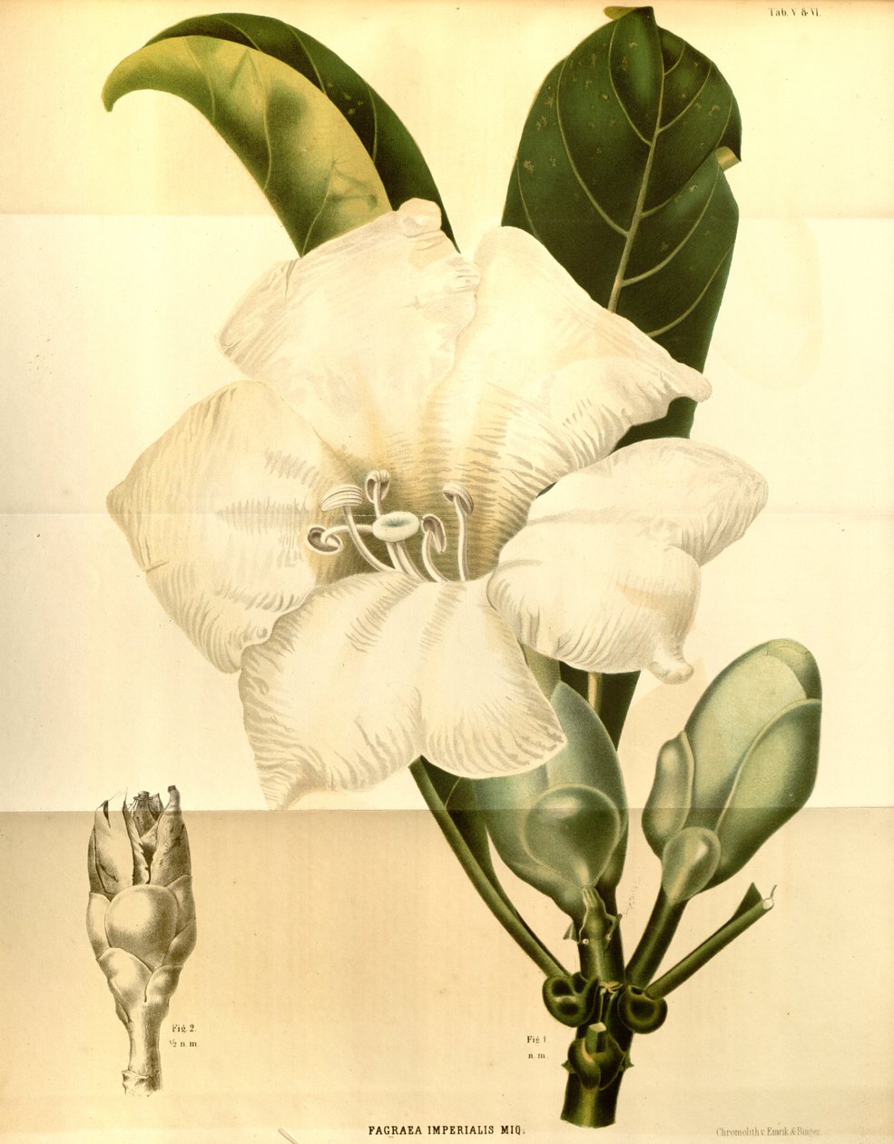 Fagraea imperialis av Annales Musei botanici lugduno batavi