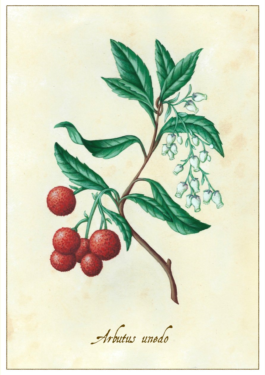 Arbutus unedo, 2015 (gouache) av Annalisa Morrocco