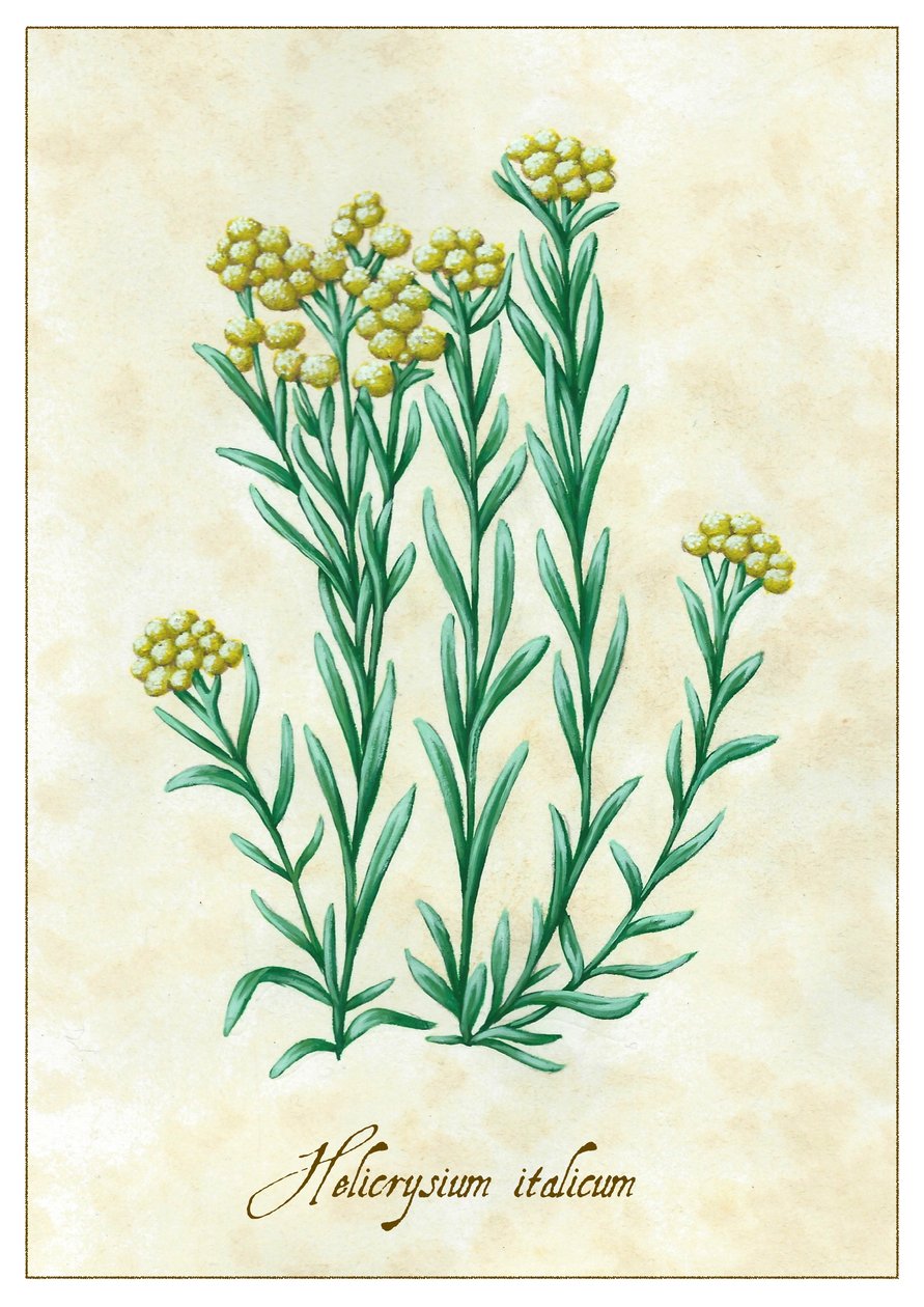 Helicrysium italicum, 2015 (gouache) av Annalisa Morrocco