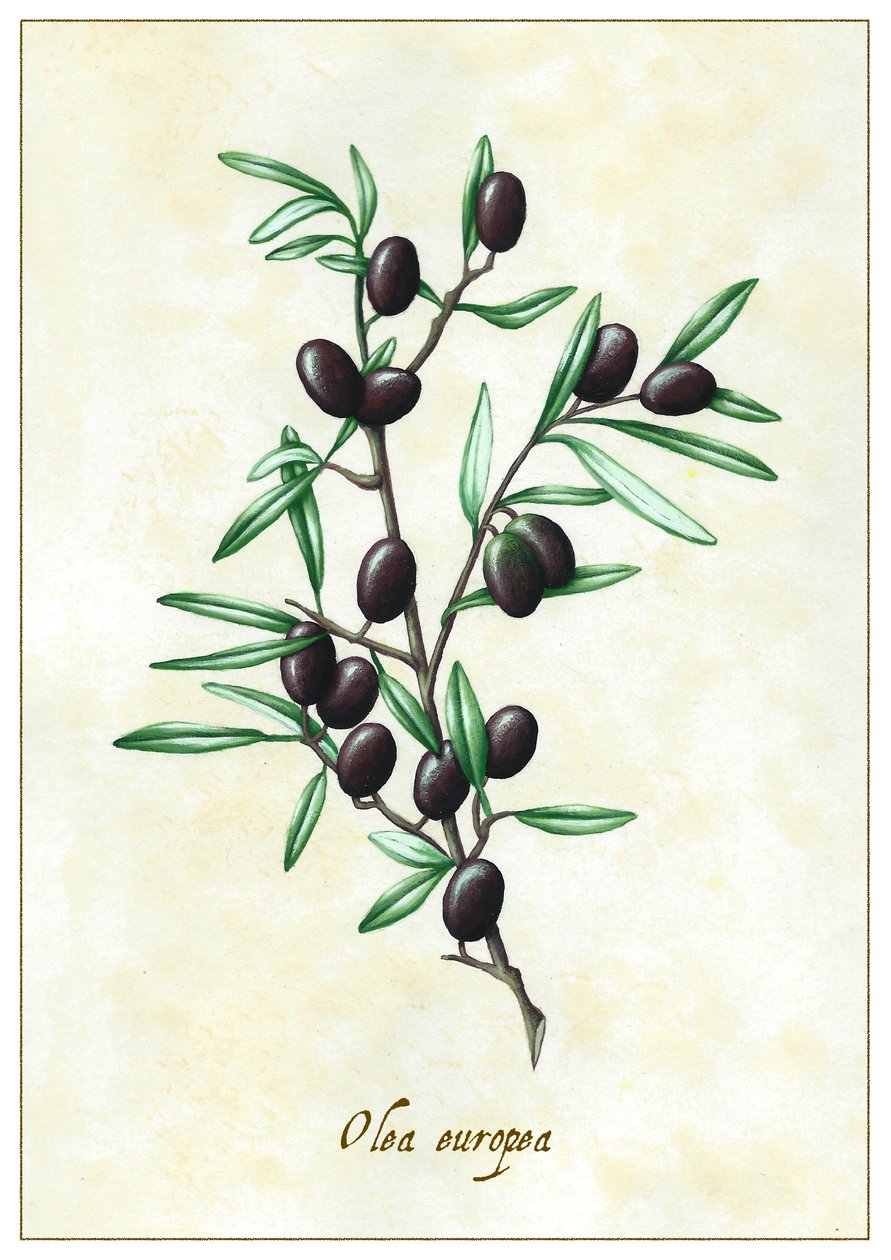 Olea europea, 2015 (gouache) av Annalisa Morrocco