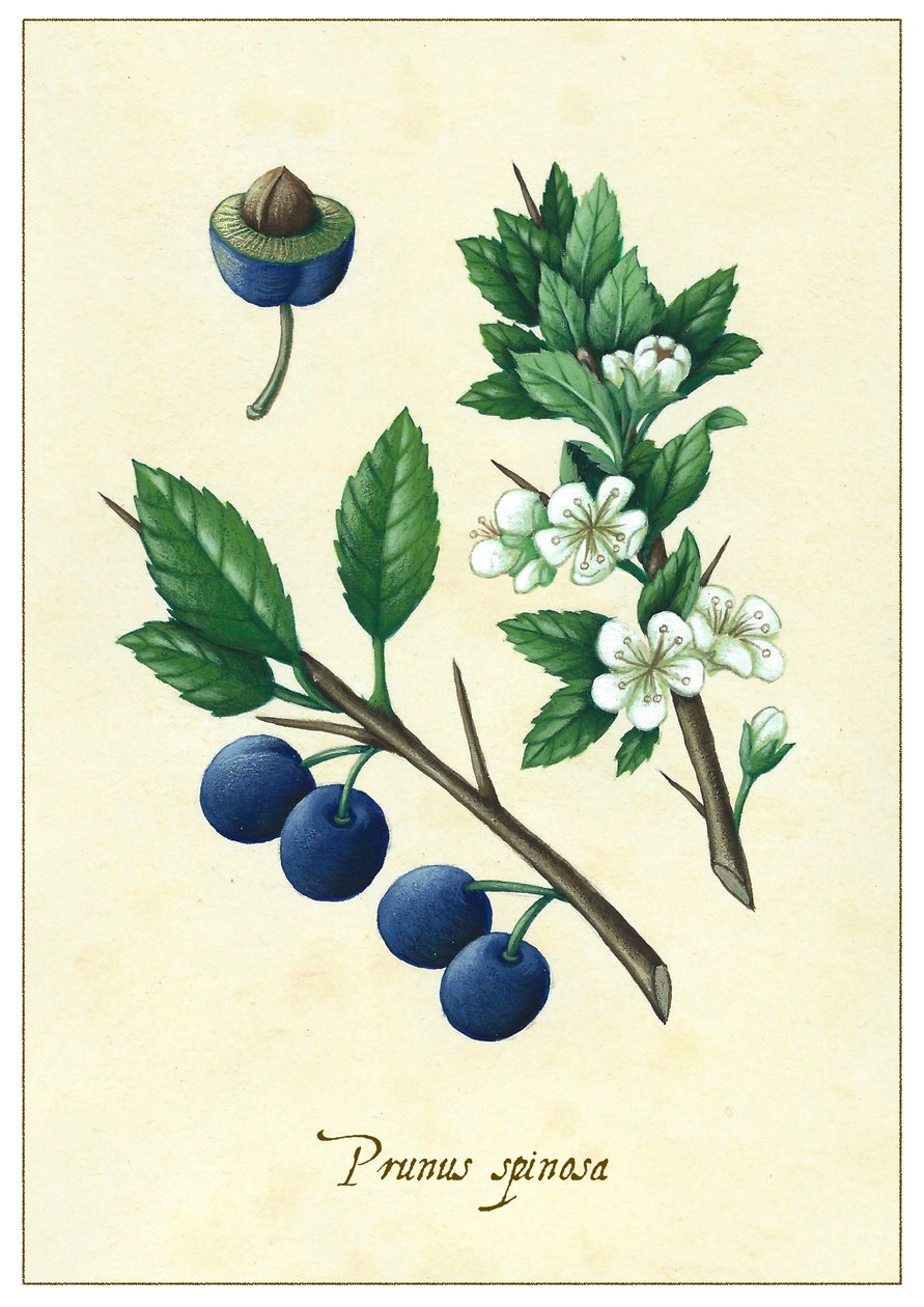 Prunus spinosa, 2015 (gouache) av Annalisa Morrocco