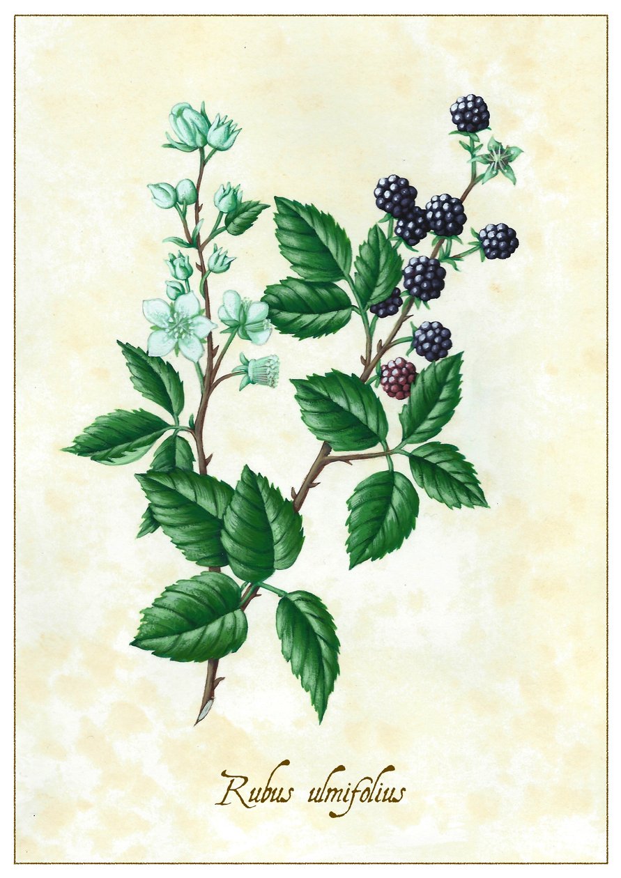Rubus ulmifolius, 2015 (gouache) av Annalisa Morrocco