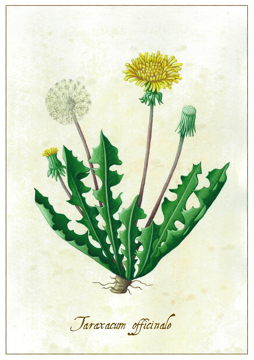 Taraxacum officinale, 2015 (gouache) av Annalisa Morrocco