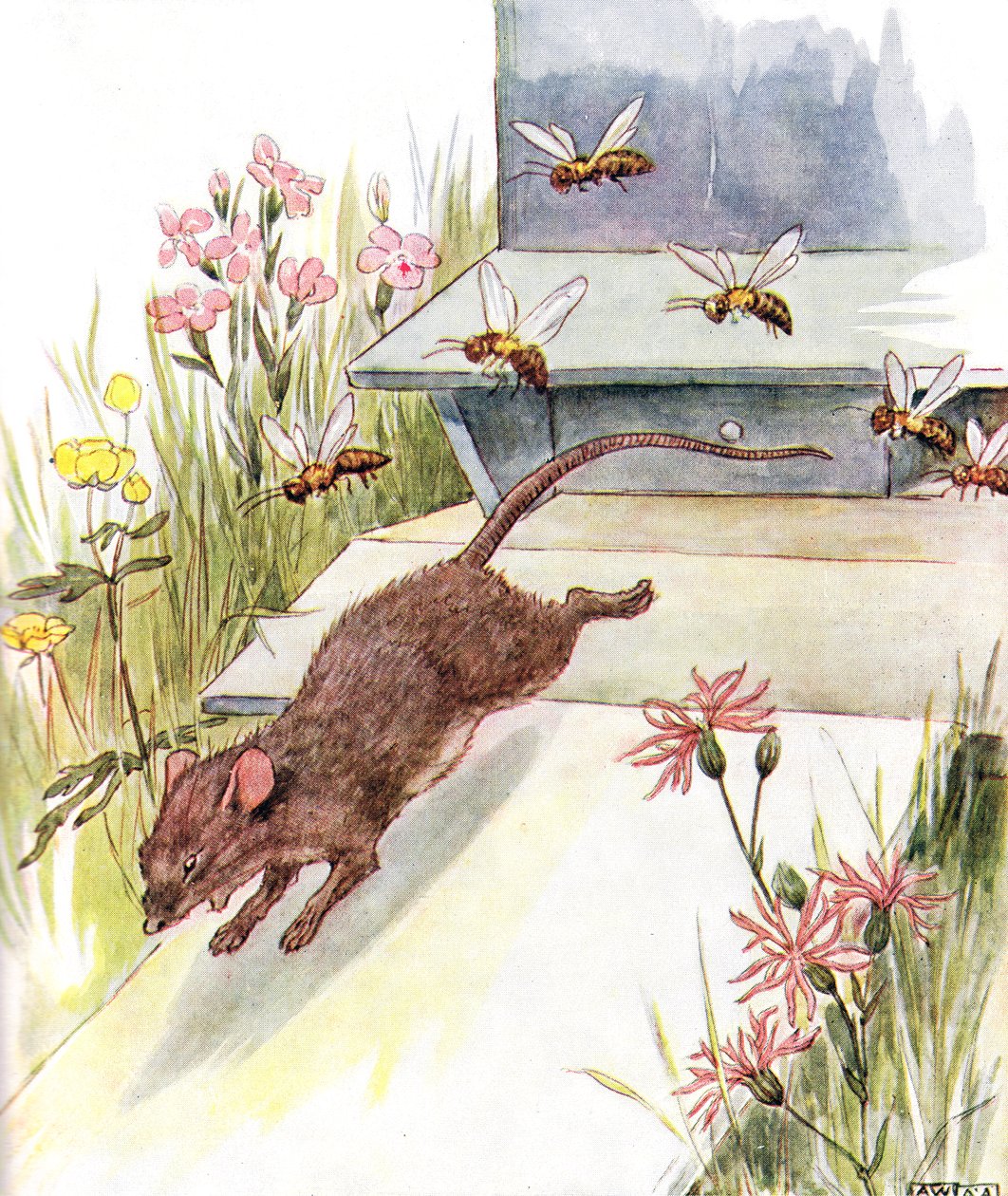 "De rusade på mig surrande och nynnade och försökte sticka", illustration från "The Mischievous Mouse Book", utgiven av Thomas Nelson und Sons, 1920-talet av Anne Anderson