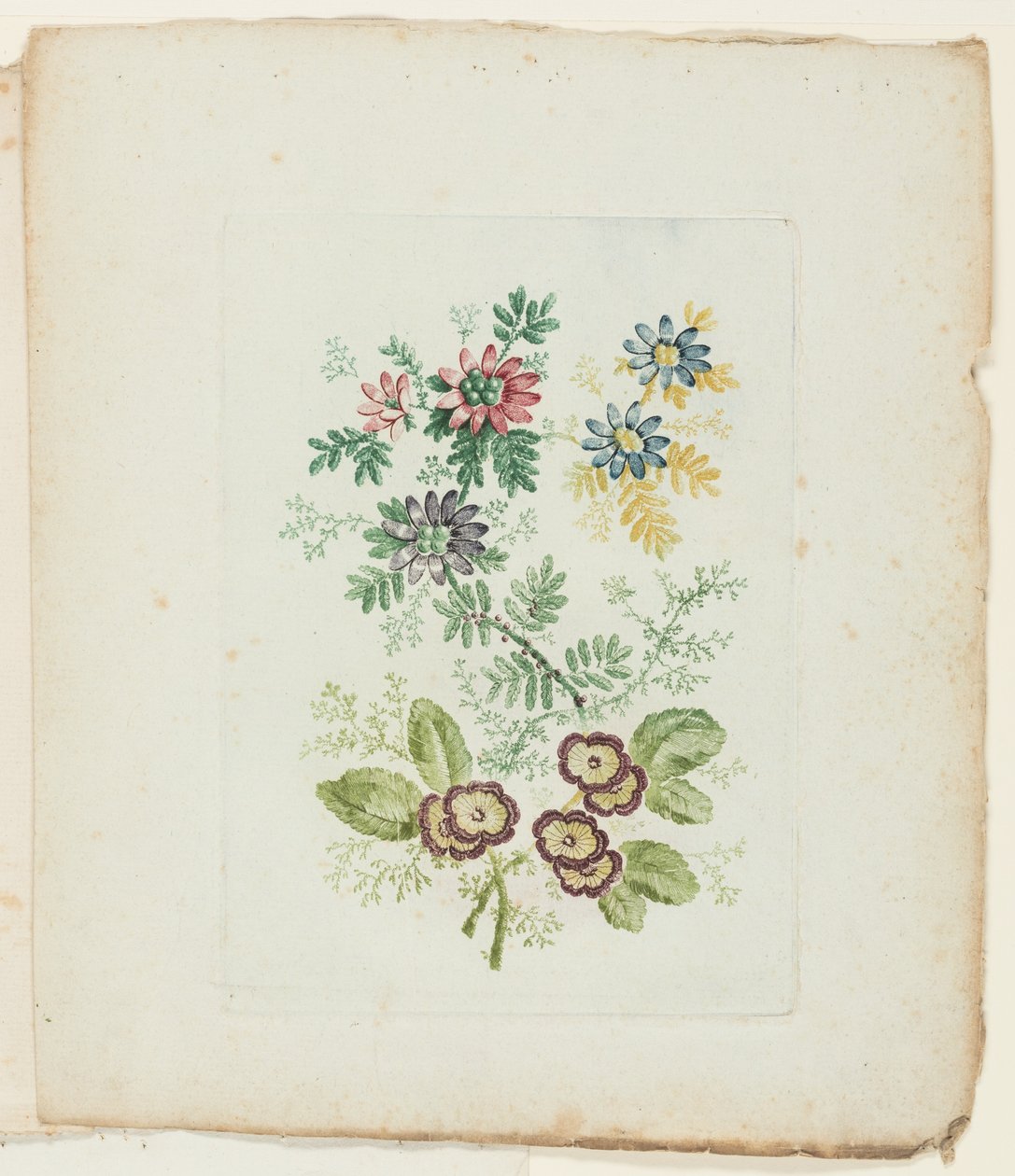 Tallrik, från New Suite of Notebooks of Ideal Flowers för användning av ritare och målare av Anne Allen