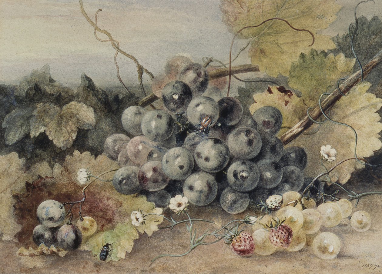 Vindruvor och jordgubbar av Anne Frances Byrne