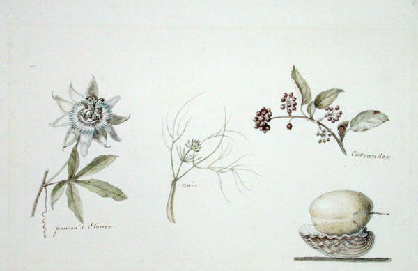 Passionsblomma, anis och koriander av Anne Marguerite Hyde de Neuville