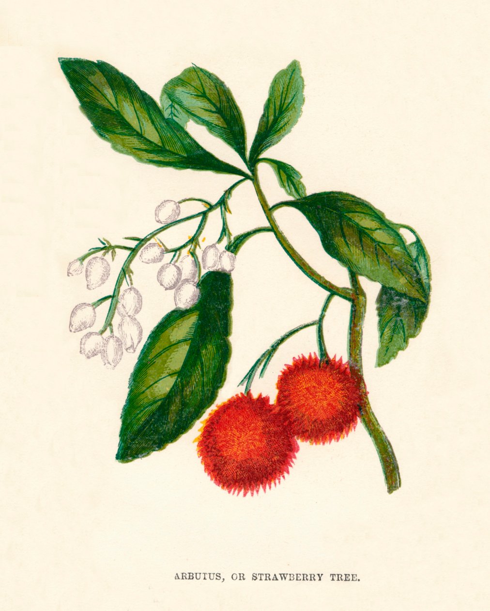 Arbutus, eller jordgubbsträd, c1891, 1891 av Anne Pratt