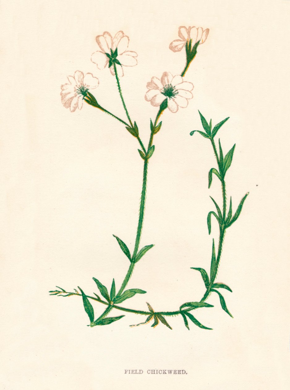 Åkergräs, c1891, 1891 av Anne Pratt
