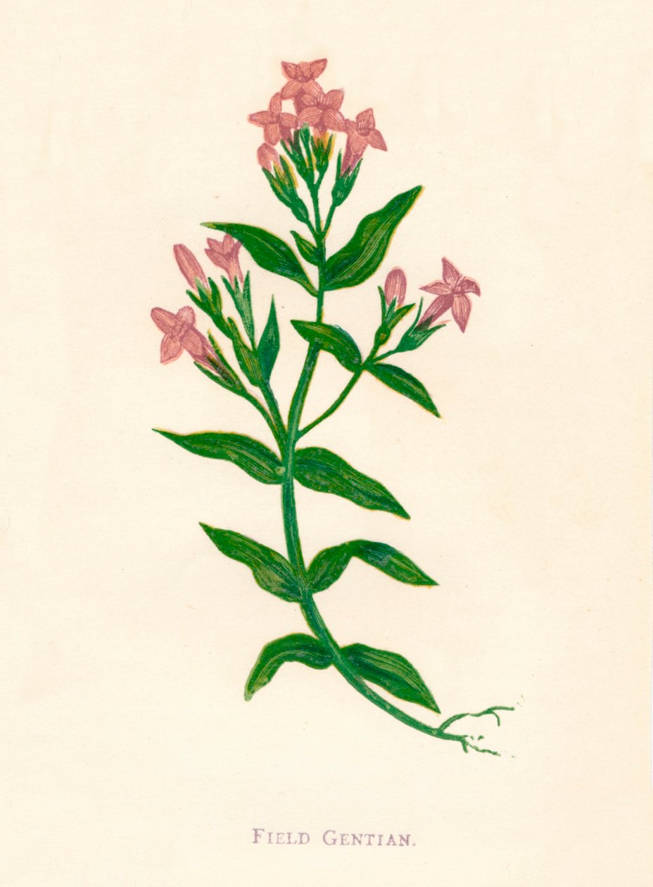 Fältgentian, c1891, 1891 av Anne Pratt