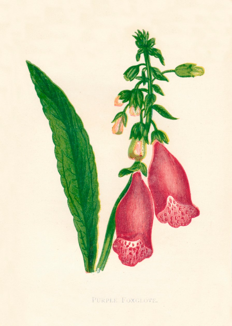 Lila Foxglove, c1891, 1891. av Anne Pratt