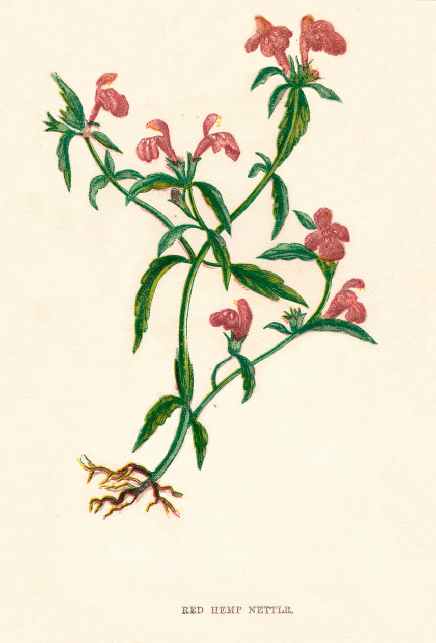 Röd hampa Nässla, c1891, 1891 av Anne Pratt