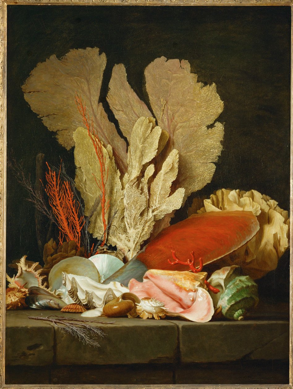Panaches de mer, lithophytes et coquilles - Stilleben med snäckor och koraller ... av Anne Vallayer-Coster