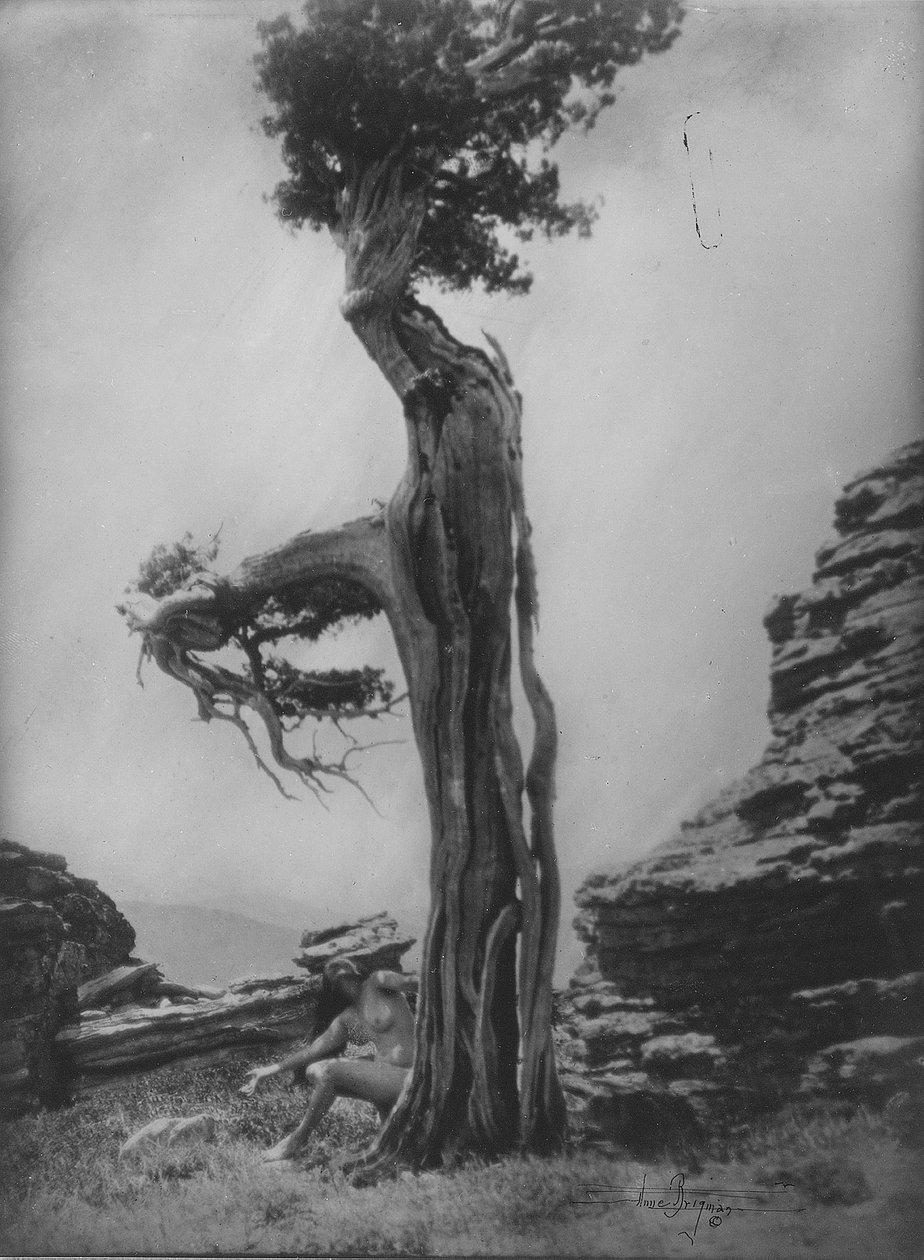 Namnlös (naken vid basen av en ceder) av Anne W. Brigman