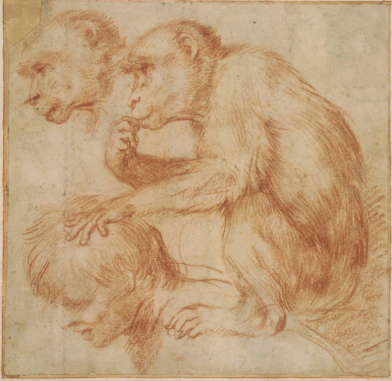 Carracci - En apa på en mans axlar i profil åt vänster och en studie av dess ansikte, studie till en målning Rödkrita, Ff,2.115 av Annibale Carracci