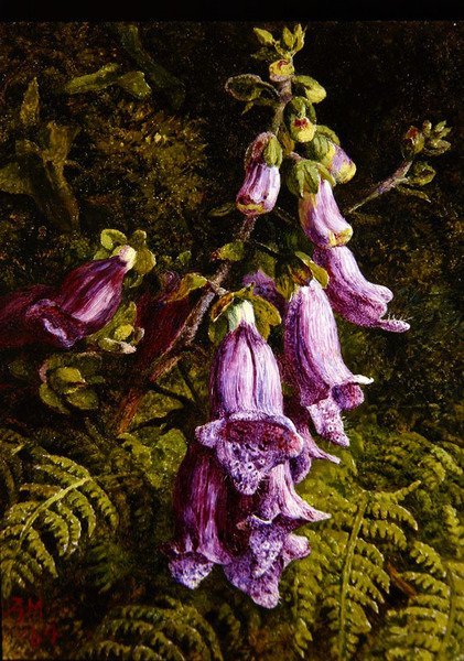 Foxgloves av Annie Feray Mutrie