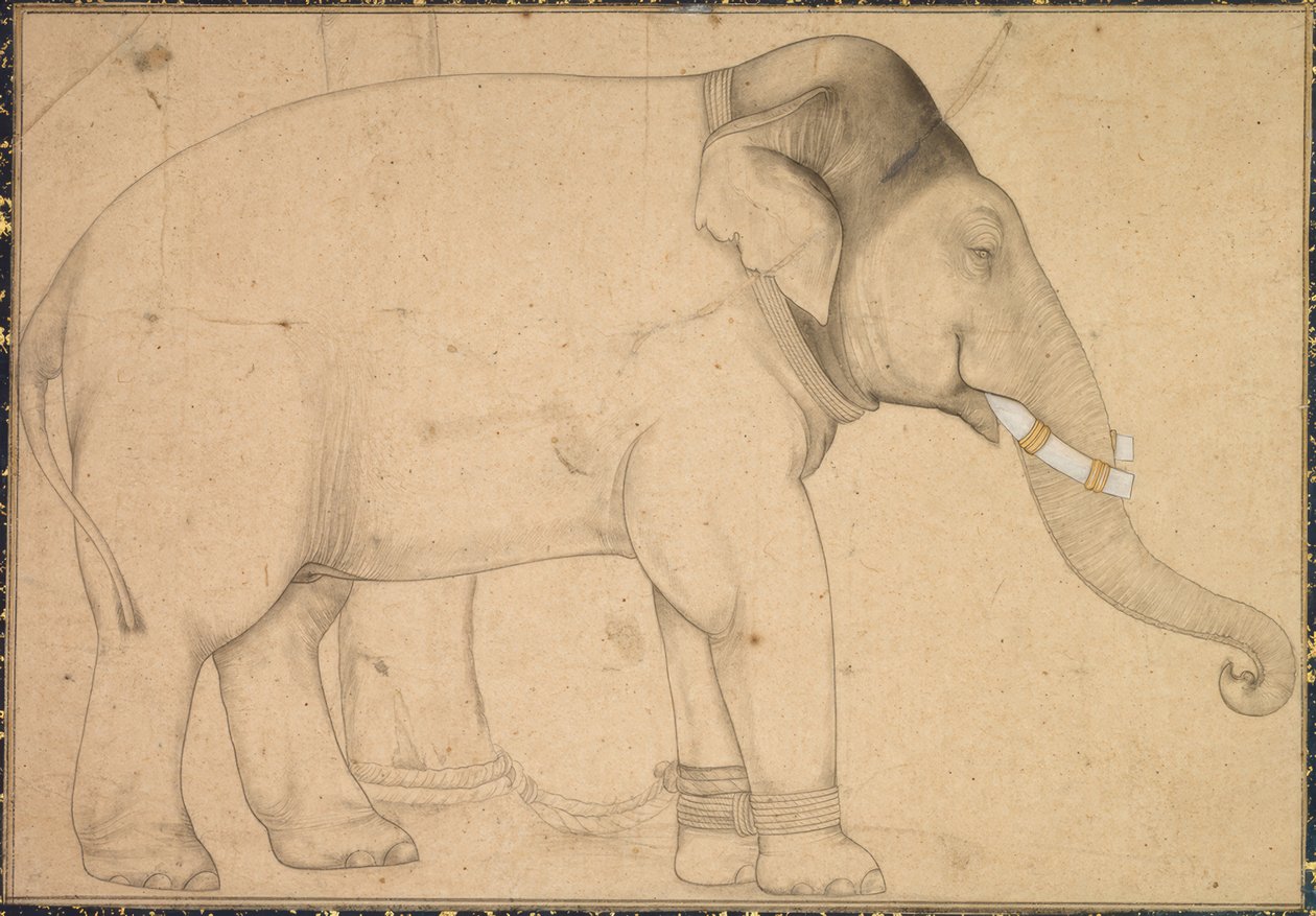 Teckning av en elefant av Anonym