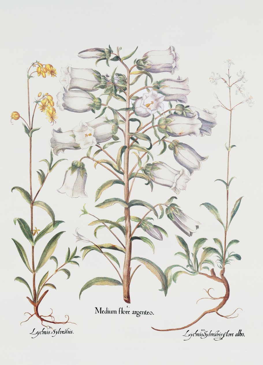 Canterburyklocka, tysk, 1700-tal (handkolorerat gravyr) av Unbekannt Unbekannt