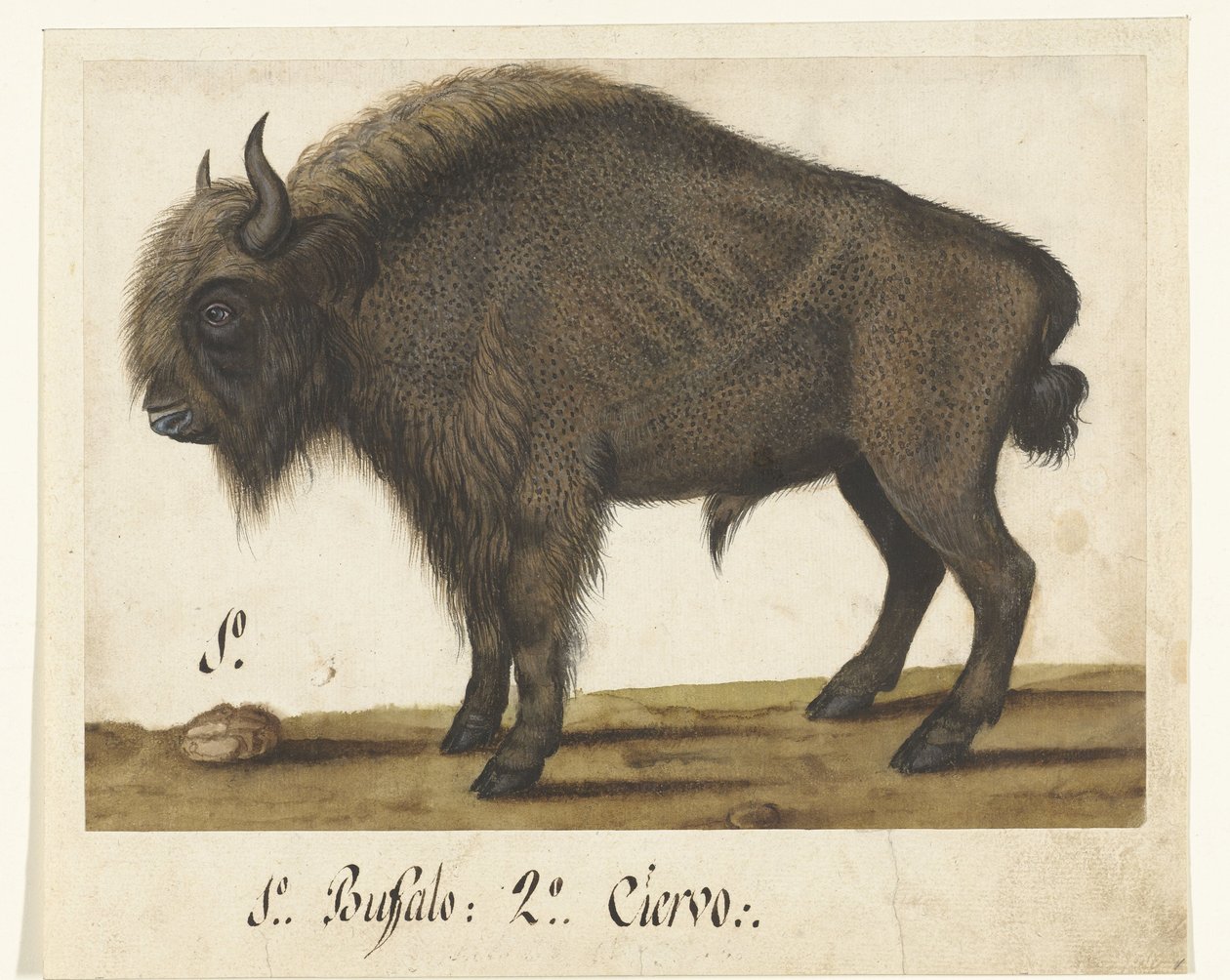Albumblad med en bison Bizon Lombard album (serietitel) av Anonymous