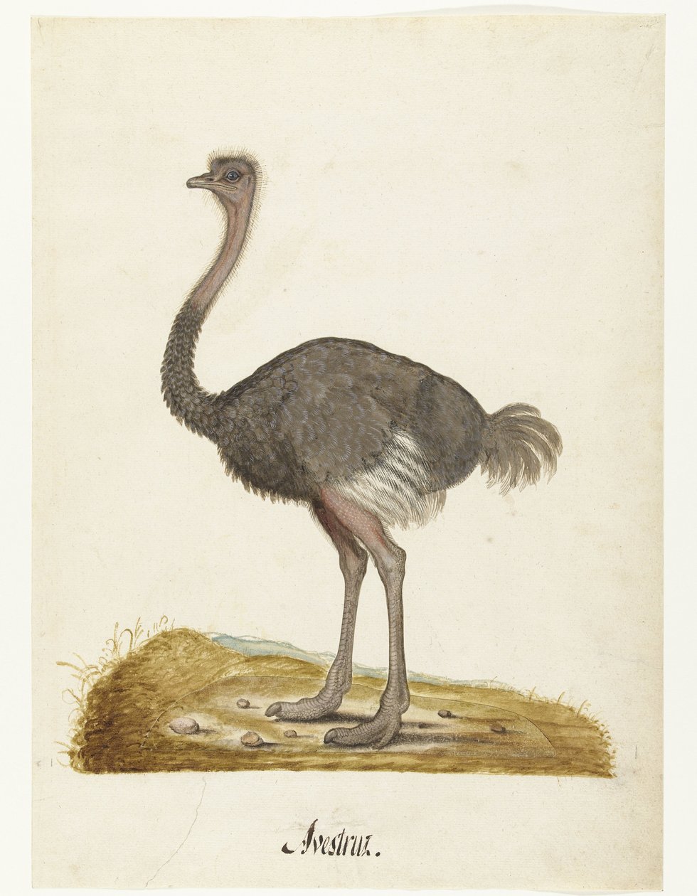 Albumblad med en struts Struisvogel Avestruz. (titel på objekt) Lombard album (serietitel) av Anonymous