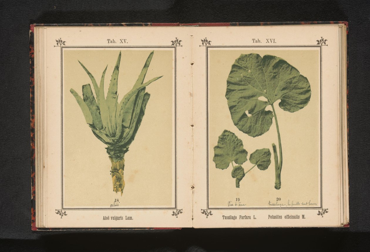 aloe vera Aloe vulgaris lamm. (titel på objekt) av Anonymous