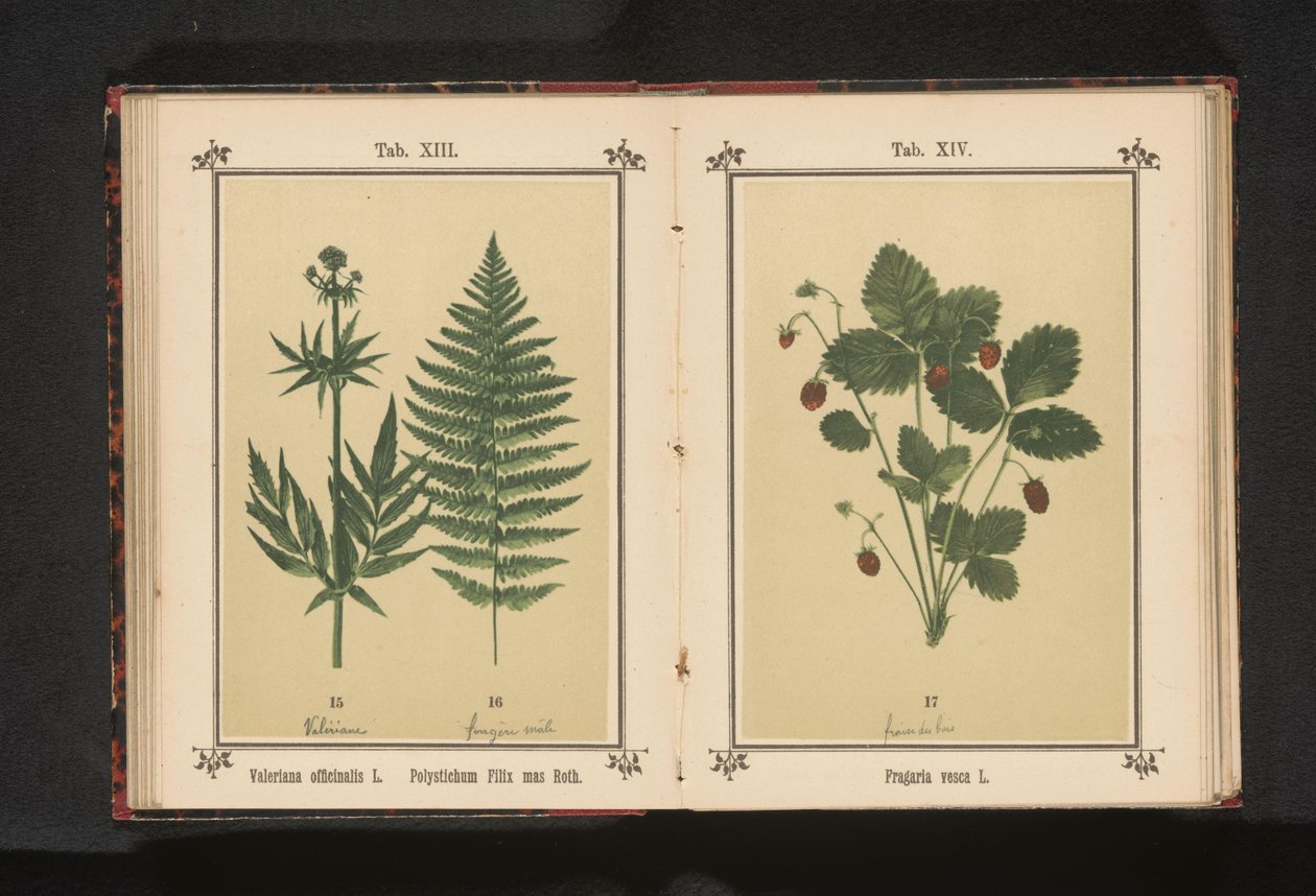 Bosaardbei Fragaria vesca L. (titel på objekt) av Anonymous