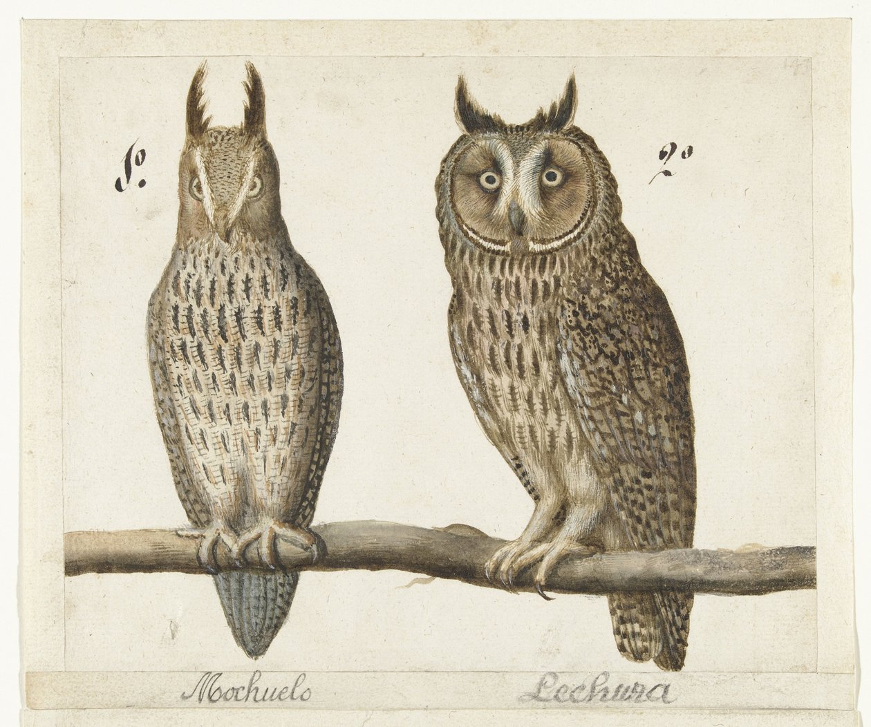 Lilla uggla och Långörad uggla Mochuelo / Lechuza (titel på objekt) Lombard album (serietitel) av Anonymous