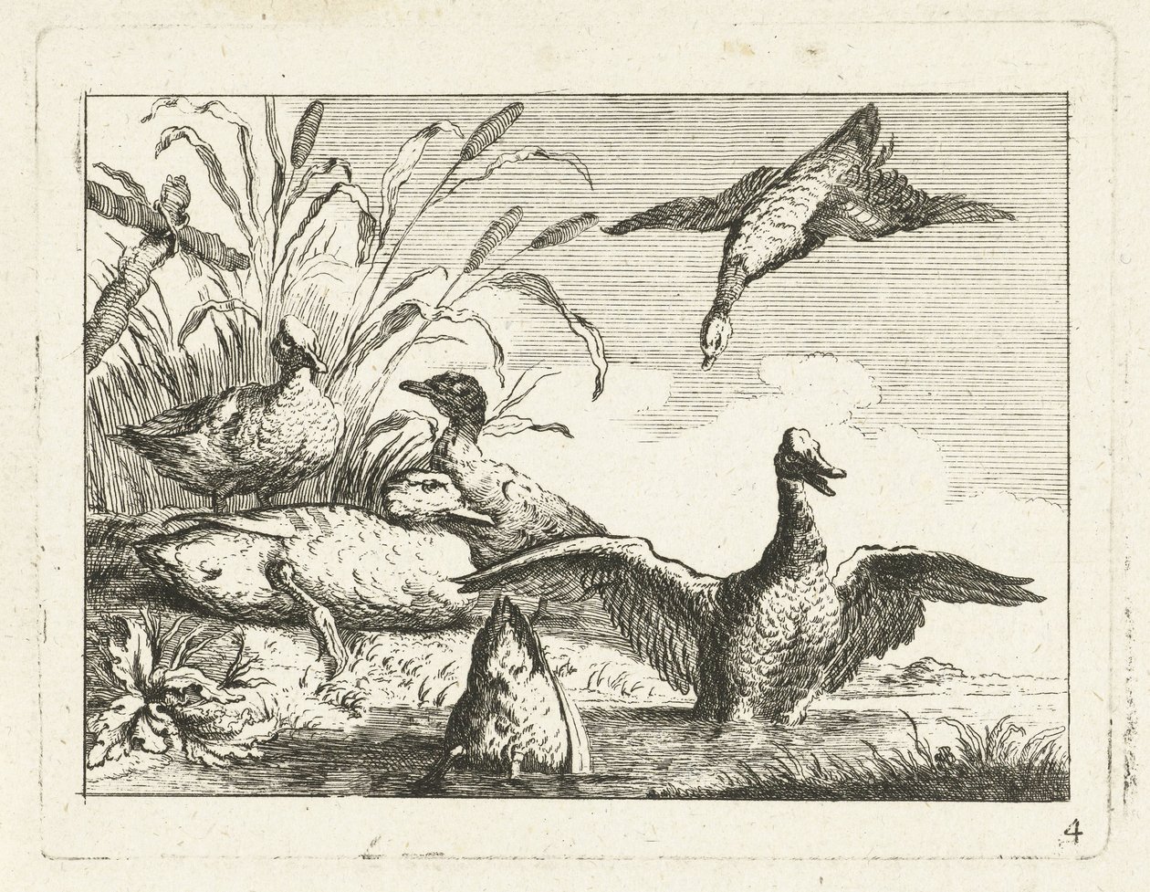 Ankor vid en pöl Native Birds (serietitel) av Anonymous